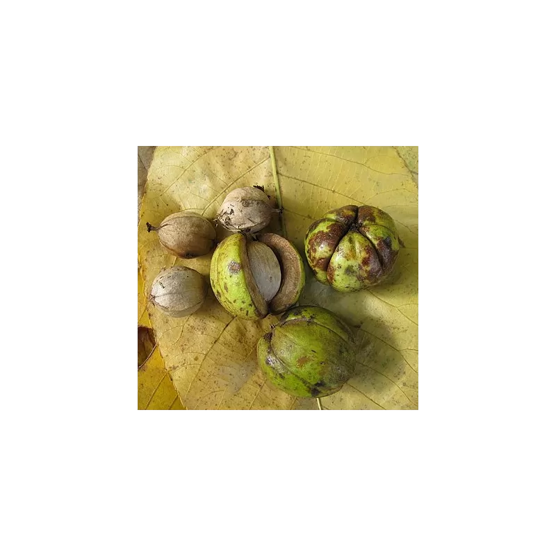 Karijų hibridas - Carya laciniosa x ovata ABUNDANCE