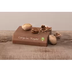 Skiltėtoji karija - Carya laciniosa FAYETTE