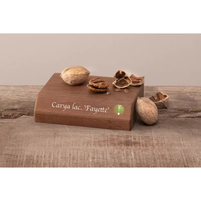 Skiltėtoji karija - Carya laciniosa FAYETTE