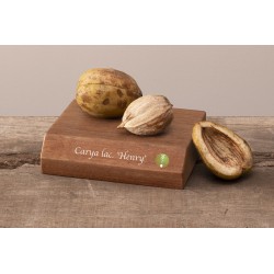 Riešutmedžiai internetu