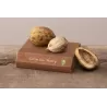 Skiltėtoji karija - Carya laciniosa HENRY