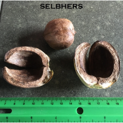 Skiltėtoji karija - Carya laciniosa SELBERS