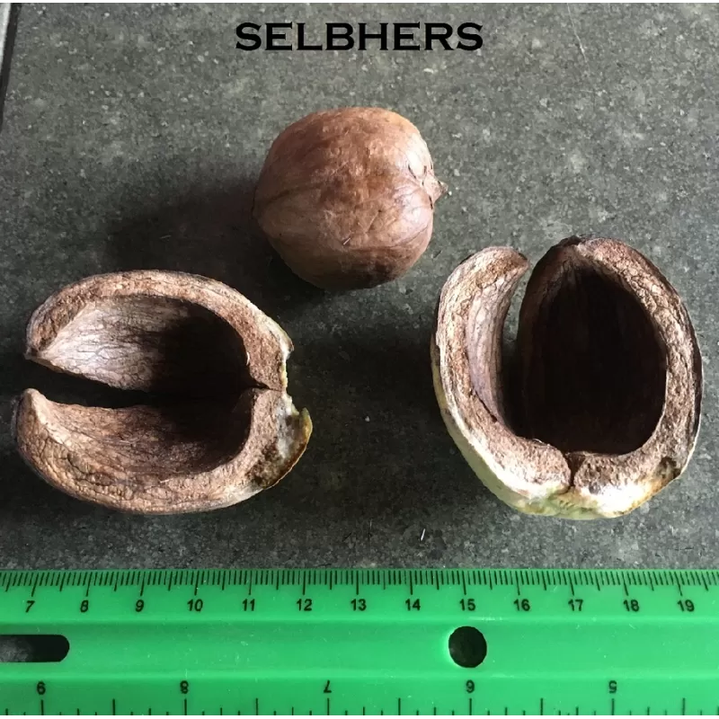 Skiltėtoji karija - Carya laciniosa SELBERS