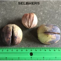 Skiltėtoji karija - Carya laciniosa SELBERS