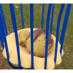 Riešutmedžiai internetu