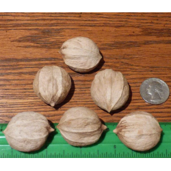 Baltoji karija - Carya ovata GRAINGER