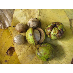 Riešutmedžiai internetu