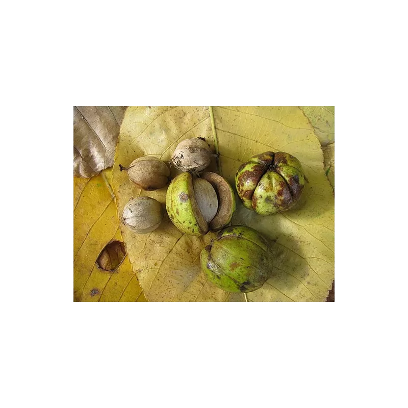 Baltoji karija - Carya ovata PORTER