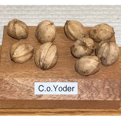 Baltoji karija - Carya ovata YODER