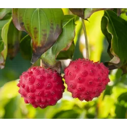 Japoninė sedula - Cornus kousa NICOLE