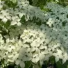 Cornus kousa NICOLE