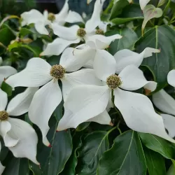 Cornus kousa NICOLE
