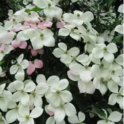 Cornus kousa NORMANN HADDON
