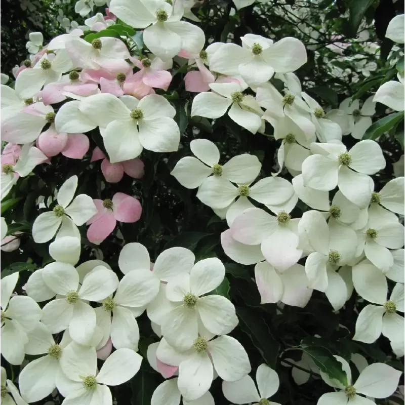 Cornus kousa NORMANN HADDON