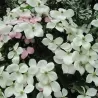 Japoninė sedula - Cornus kousa NORMANN HADDON