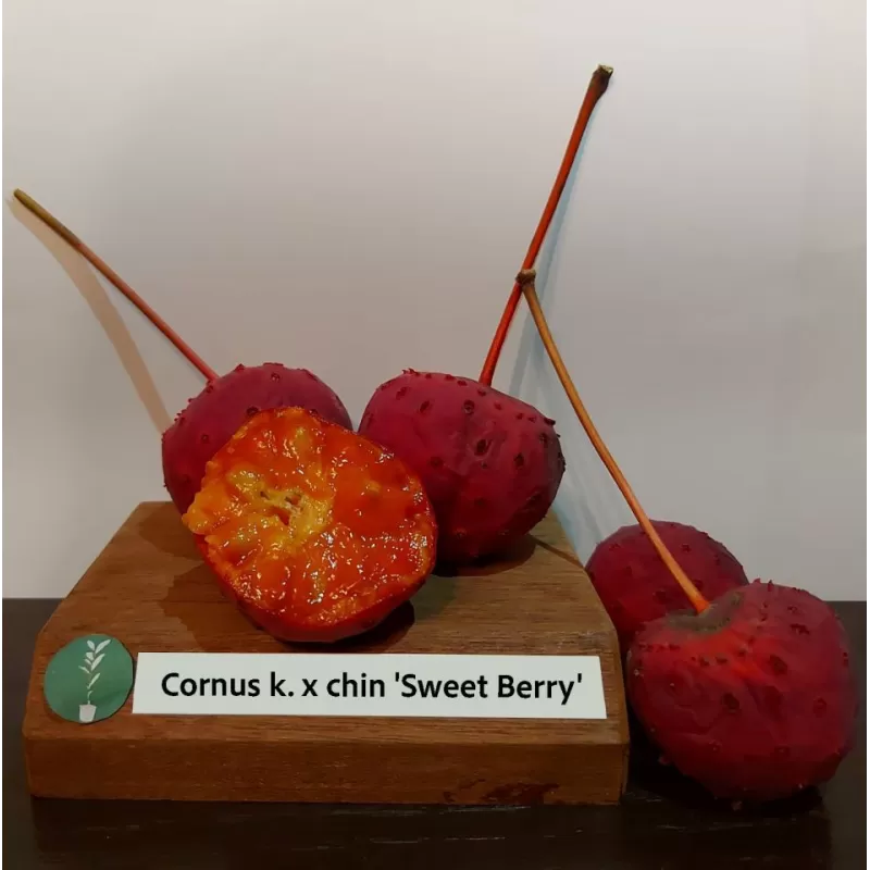 Japoninė sedula - Cornus kousa chinensis SWEET BERRY