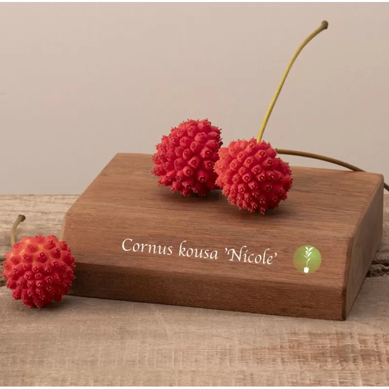 Cornus kousa NICOLE