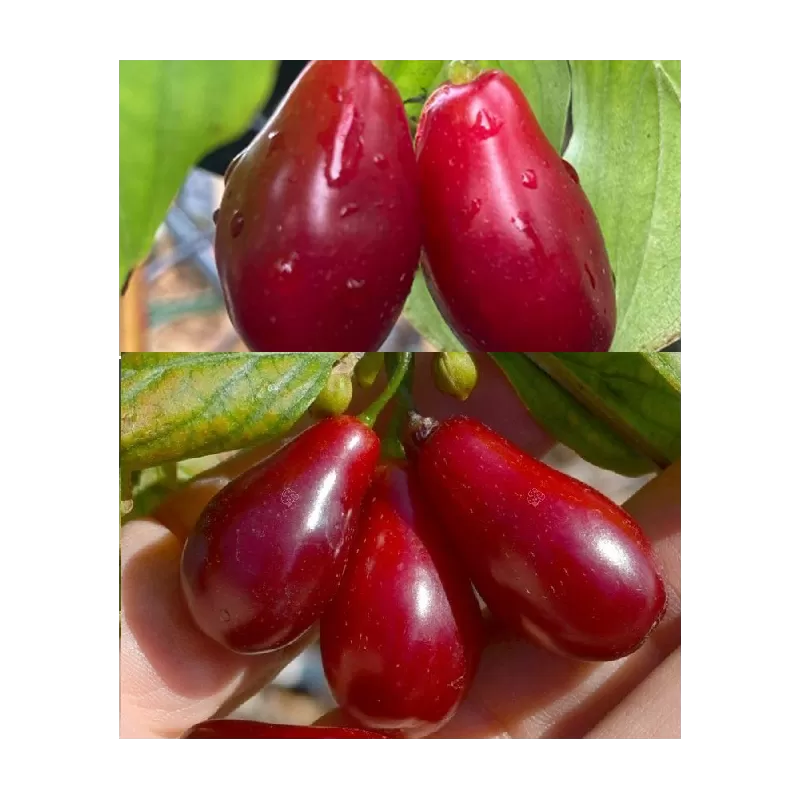 Cornus mas BOLESTRASZYCKI