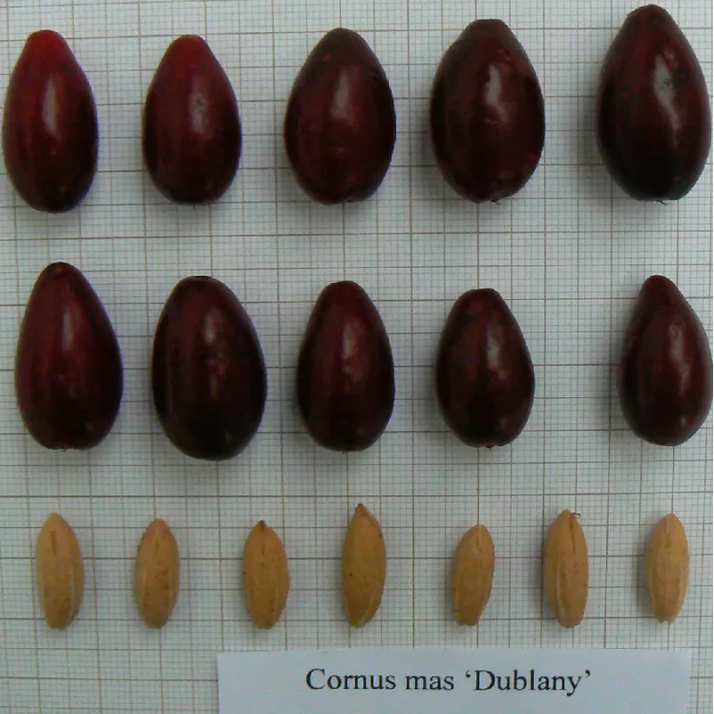 Geltonžiedė sedula - Cornus mas DUBLANY