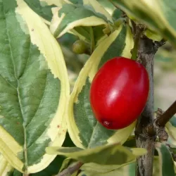 Cornus mas ELEGANTISSIMA