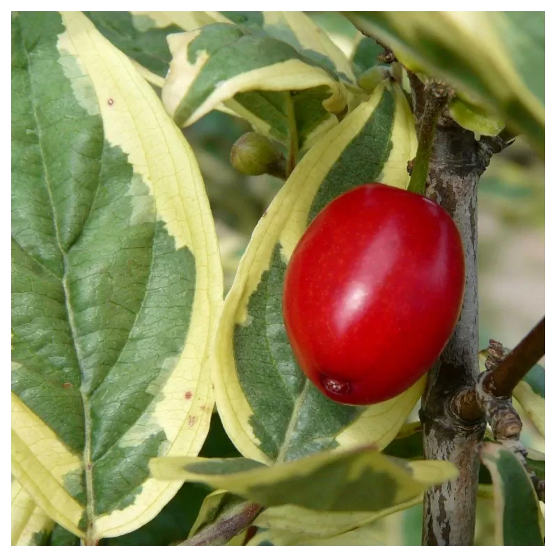 Geltonžiedė sedula - Cornus mas ELEGANTISSIMA