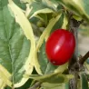 Cornus mas ELEGANTISSIMA