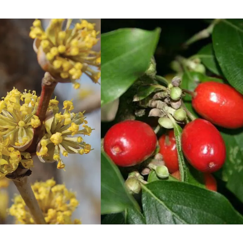 Cornus mas GOLDEN GLORY