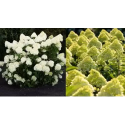 Hydrangea paniculata Living COTTON CREAM