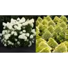 Hydrangea paniculata Living COTTON CREAM