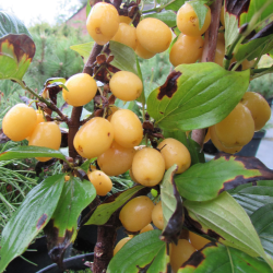 Geltonžiedė sedula - Cornus mas JANTARNYJ