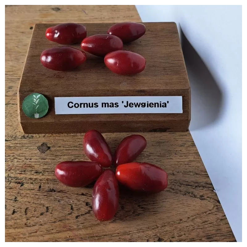 Cornus mas JEWGIENIA