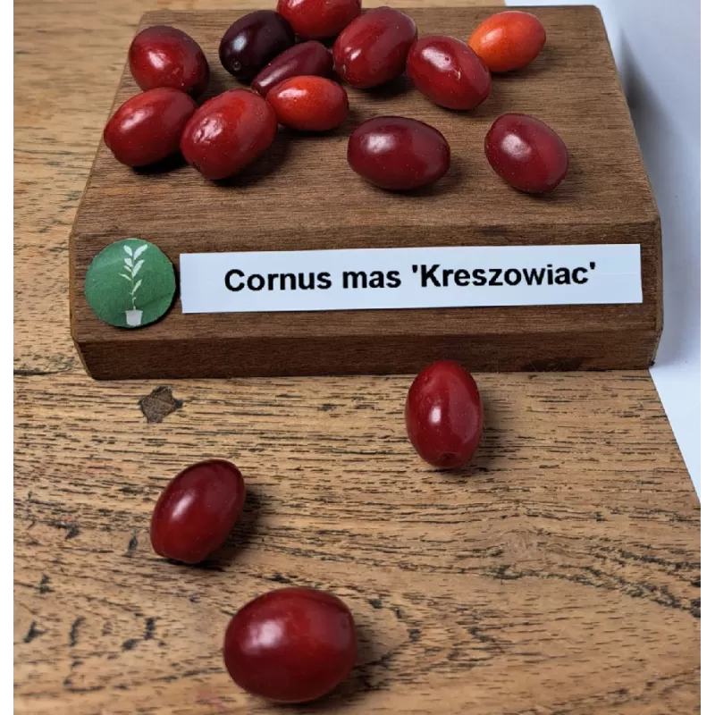 Geltonžiedė sedula - Cornus mas KRESZOWIAC