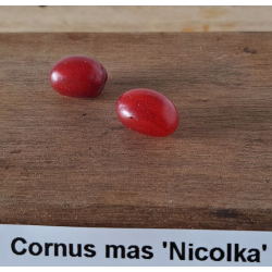 Cornus mas NICOLKA