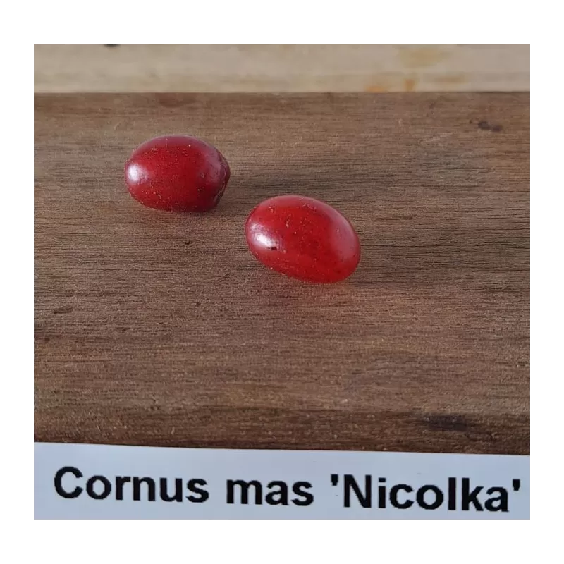 Geltonžiedė sedula - Cornus mas NICOLKA
