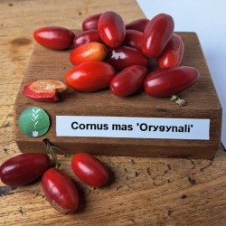 Geltonžiedė sedula - Cornus mas ORYGYNALI