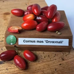 Geltonžiedė sedula - Cornus mas ORYGYNALI