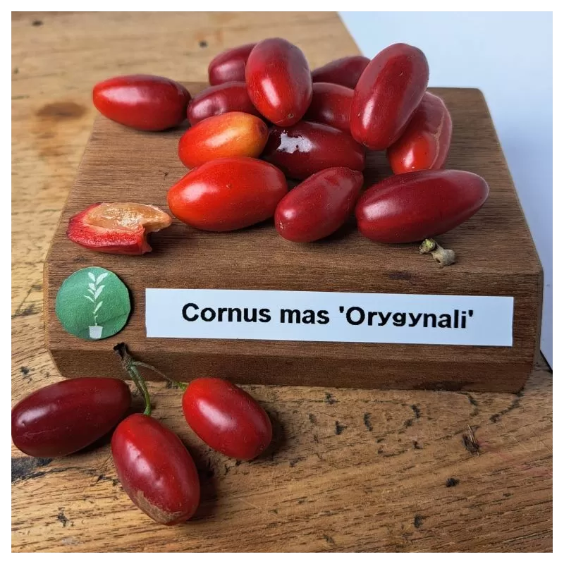 Geltonžiedė sedula - Cornus mas ORYGYNALI