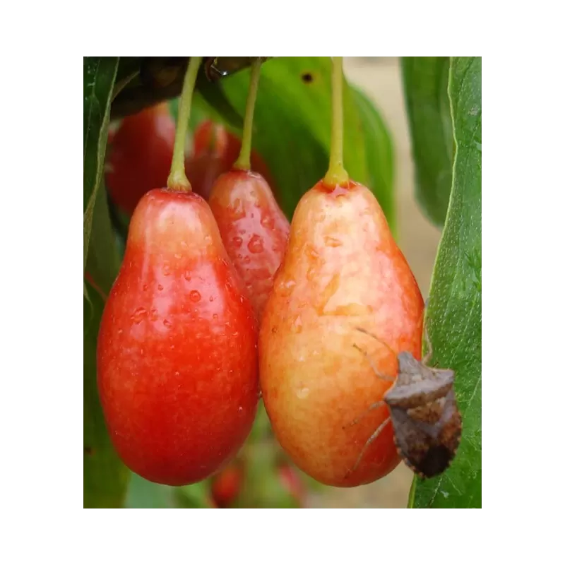 Geltonžiedė sedula - Cornus mas PIONEER