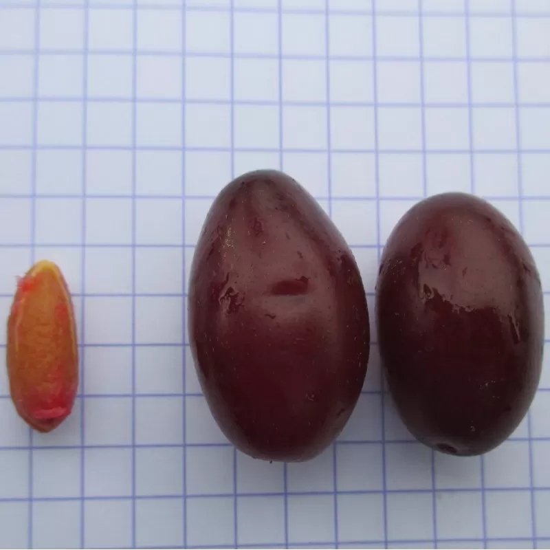 Geltonžiedė sedula - Cornus mas RADOST