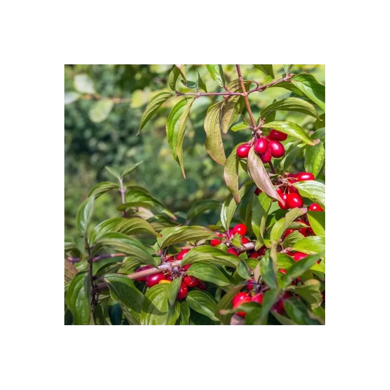 Cornus mas RASIBORSKI
