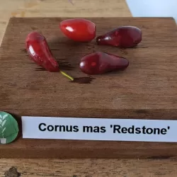Geltonžiedė sedula - Cornus mas REDSTONE