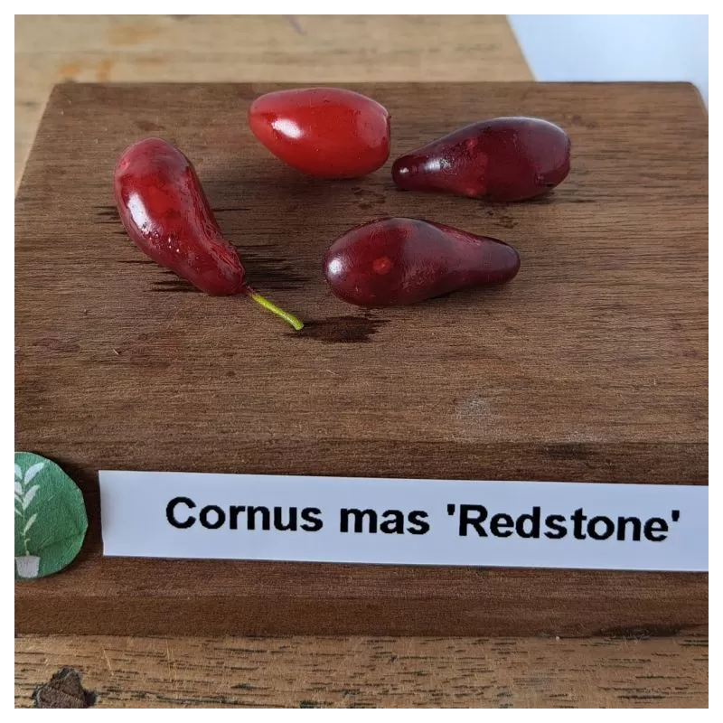Geltonžiedė sedula - Cornus mas REDSTONE