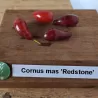 Geltonžiedė sedula - Cornus mas REDSTONE