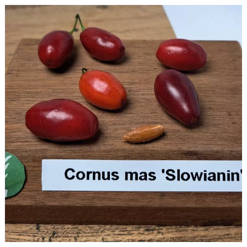 Cornus mas SLOWIANIN
