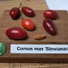 Geltonžiedė sedula - Cornus mas SLOWIANIN