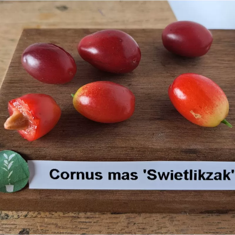 Geltonžiedė sedula - Cornus mas SWIETLIKZAK