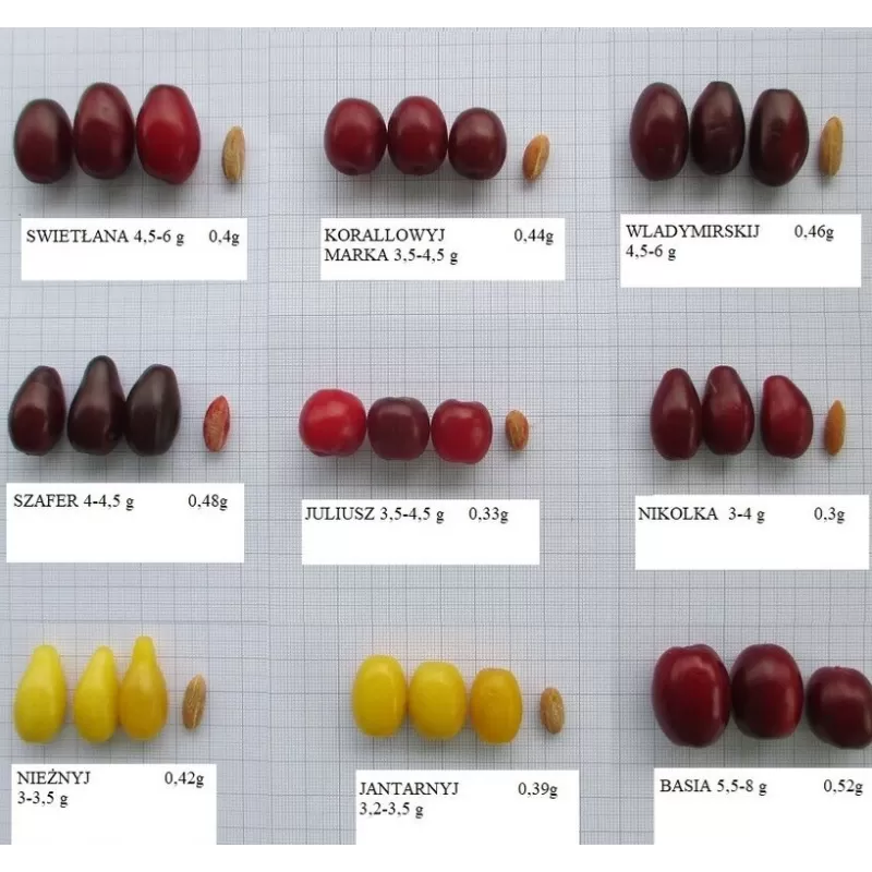 Geltonžiedė sedula - Cornus mas SZAFER