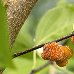 Triskiautė kudranija - Cudrania tricuspidata ADAM BARR
