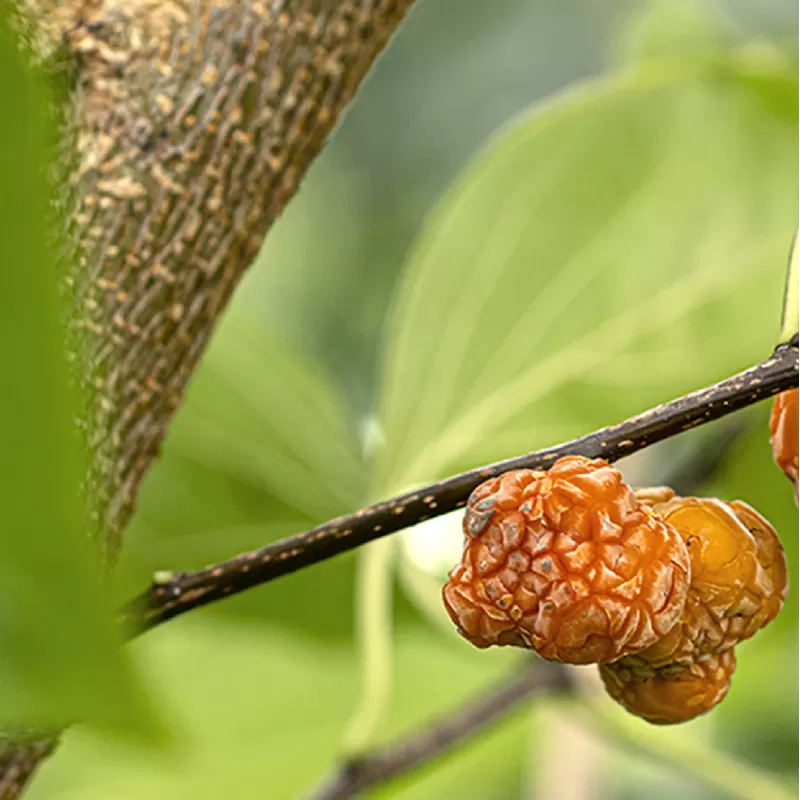 Triskiautė kudranija - Cudrania tricuspidata ADAM BARR
