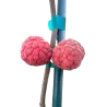 Cudrania tricuspidata CHUL R1